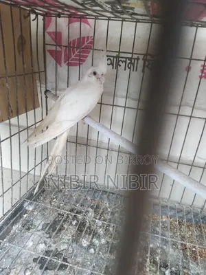 Cockatiel for Sale