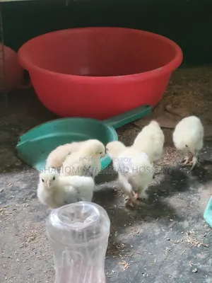 কলম্বিয়ান লাইট ব্রাহামা বাচ্চা