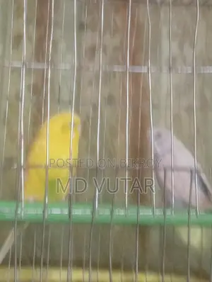 বাজিগার পাখি