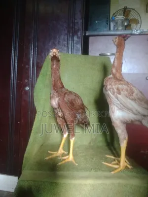 সরালি/আছিল মোরগ