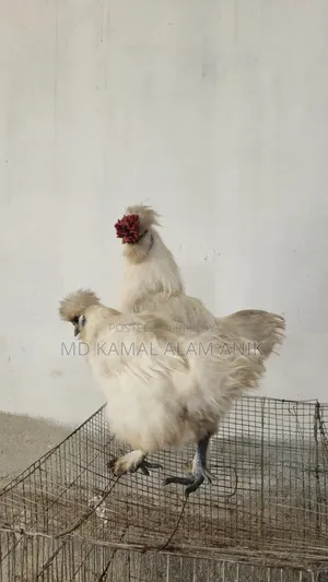 সিল্কি মুরগি