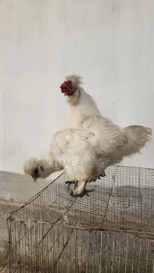 সিল্কি মুরগি