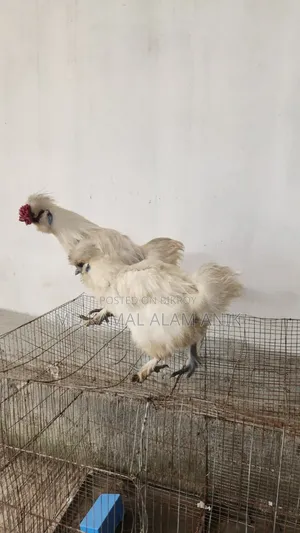 সিল্কি মুরগি
