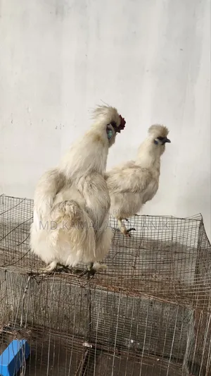 সিল্কি মুরগি