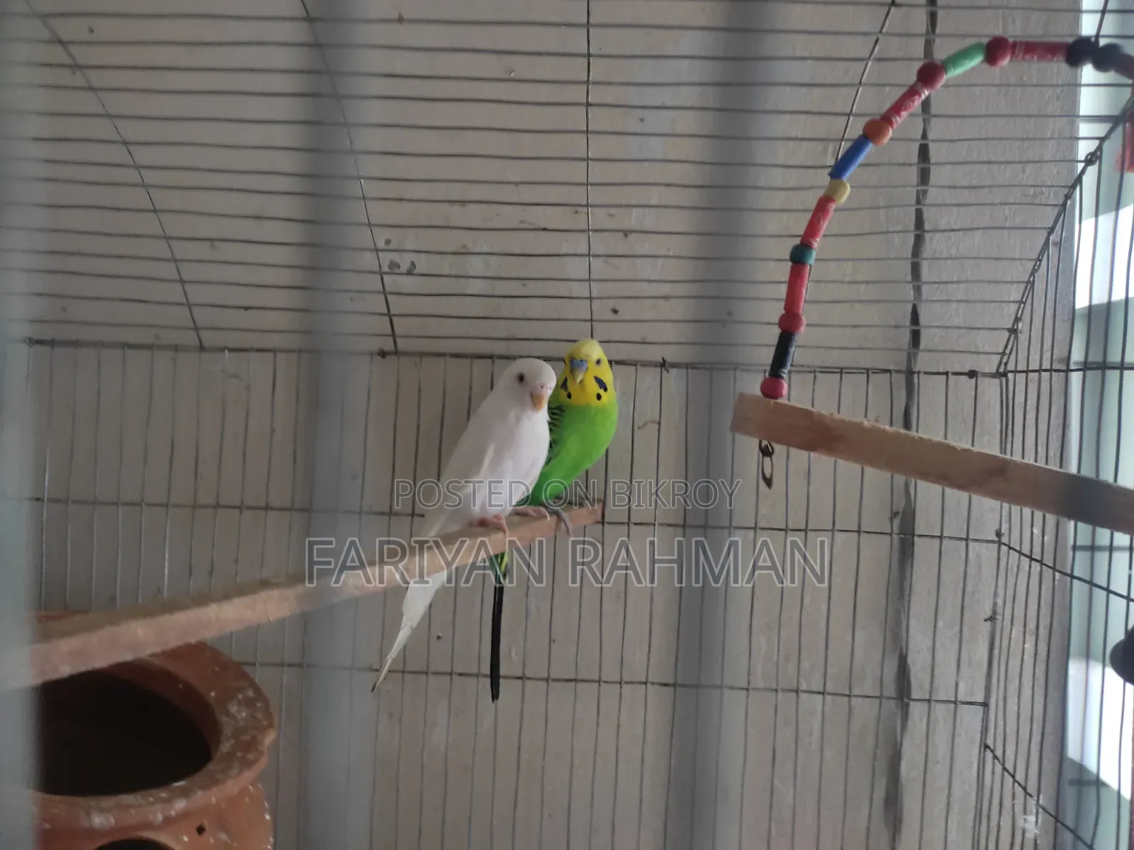 Budgie Whole Setup for Sale
