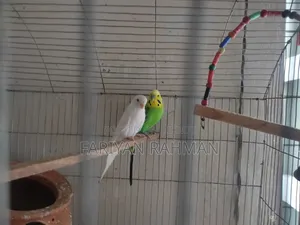 Budgie Whole Setup for Sale