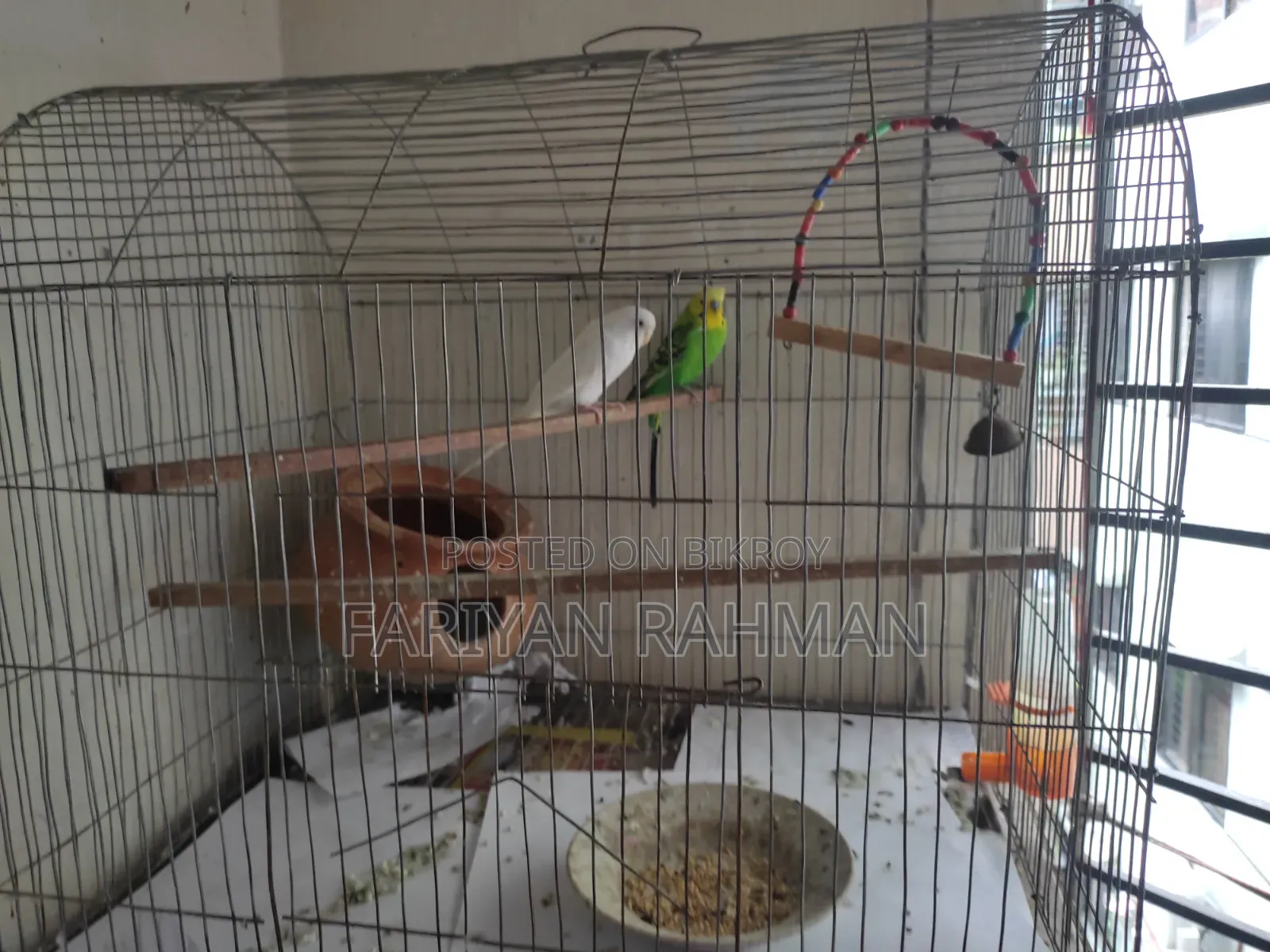 Budgie Whole Setup for Sale