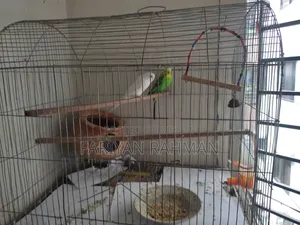 Budgie Whole Setup for Sale