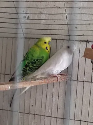 Budgie Whole Setup for Sale