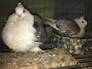 Shating Running Pair