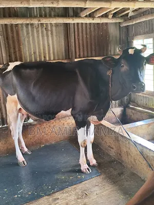 হলেসটিয়াট ফ্রিজিয়ান গাভি