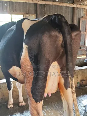 হলেসটিয়াট ফ্রিজিয়ান গাভি