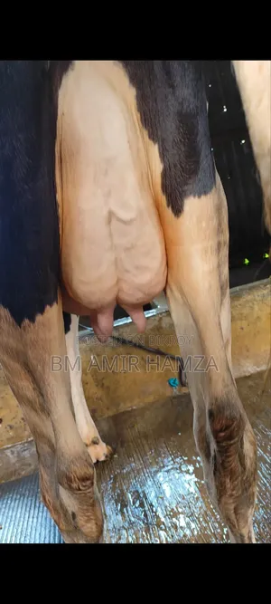 হলেসটিয়াট ফ্রিজিয়ান গাভি