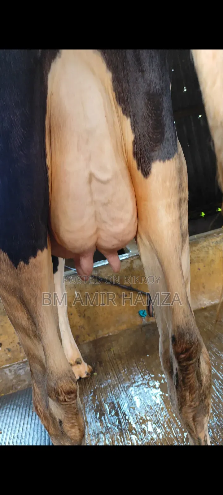 হলেসটিয়াট ফ্রিজিয়ান গাভি