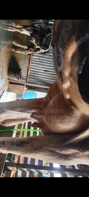হলেসটিয়াট ফ্রিজিয়ান গাভি