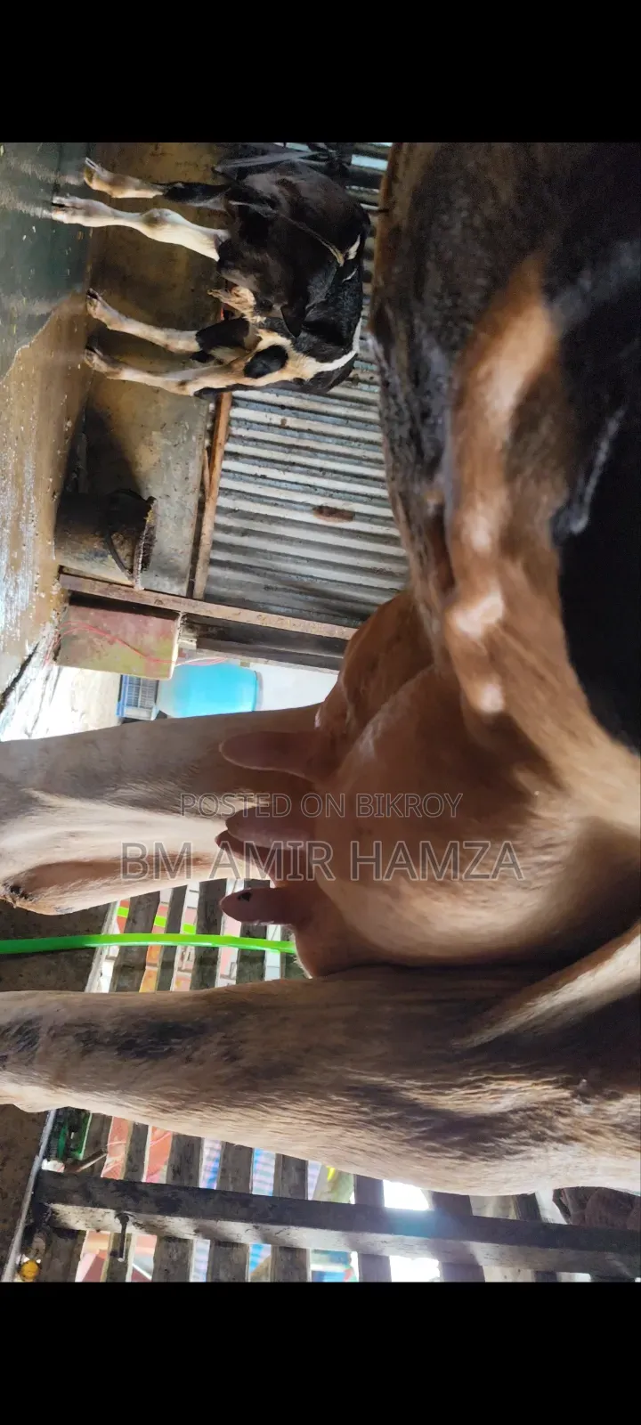 হলেসটিয়াট ফ্রিজিয়ান গাভি