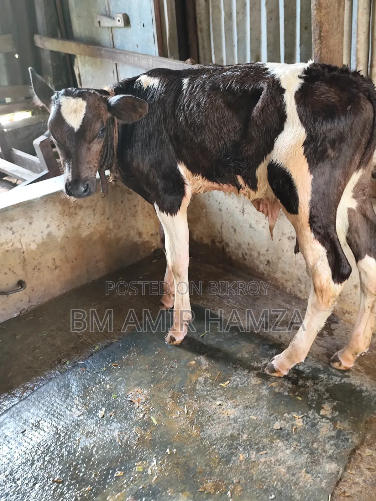 হলেসটিয়াট ফ্রিজিয়ান গাভি