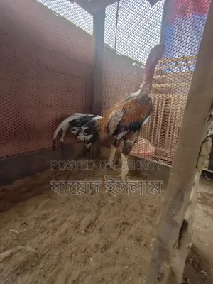 আসিল মুরোগ সেল হবে 