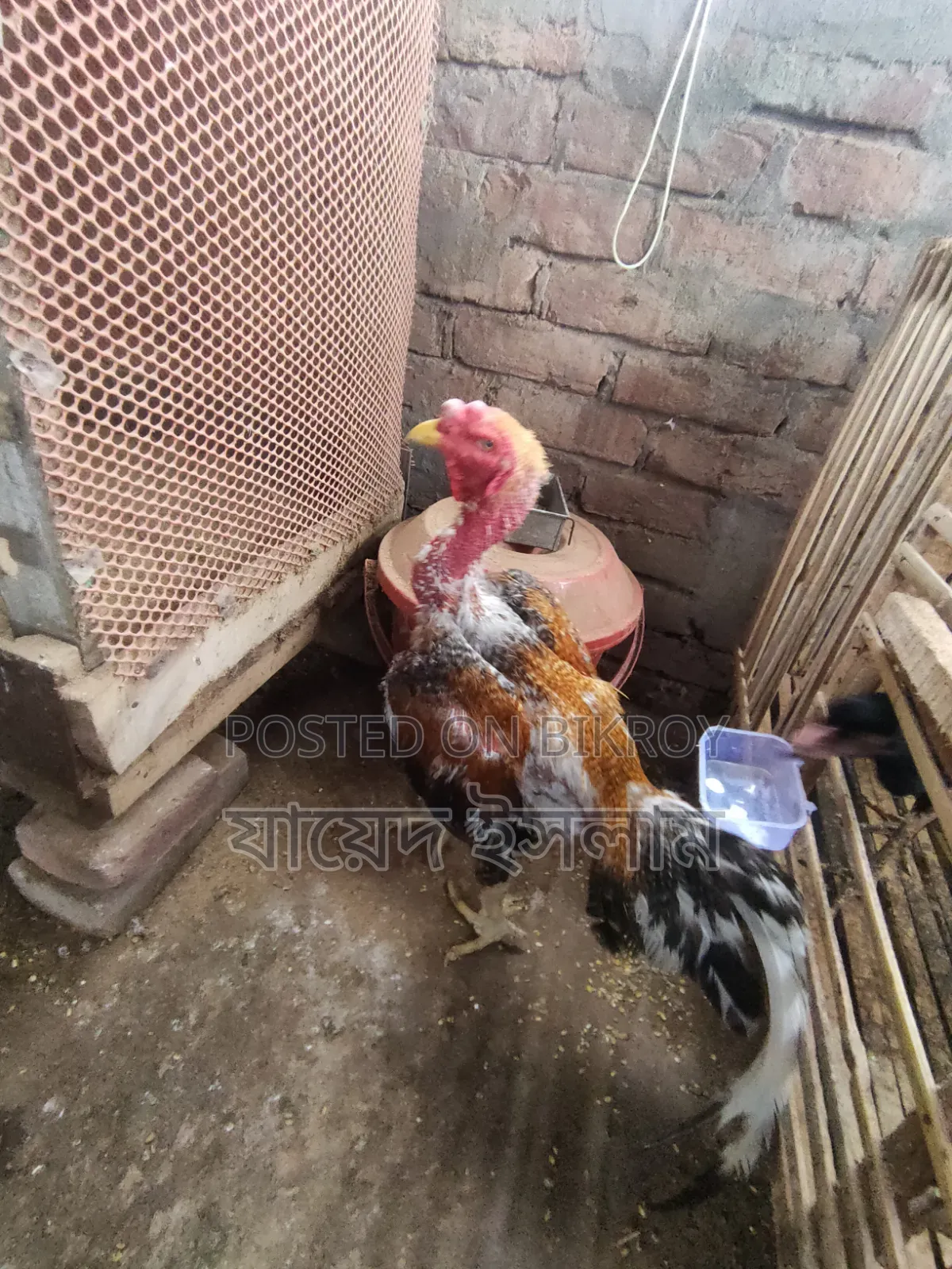 আসিল মুরোগ সেল হবে 