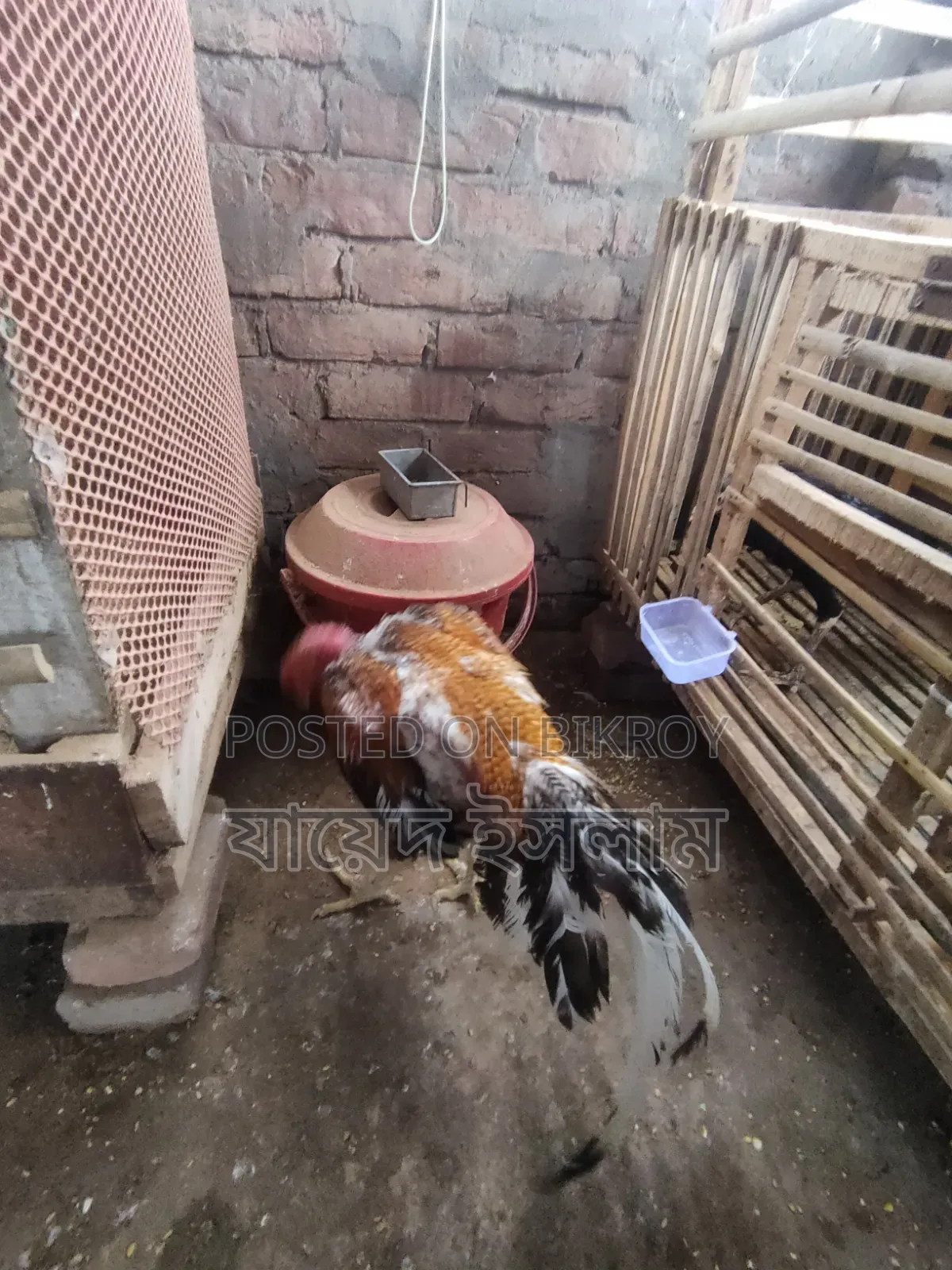 আসিল মুরোগ সেল হবে 