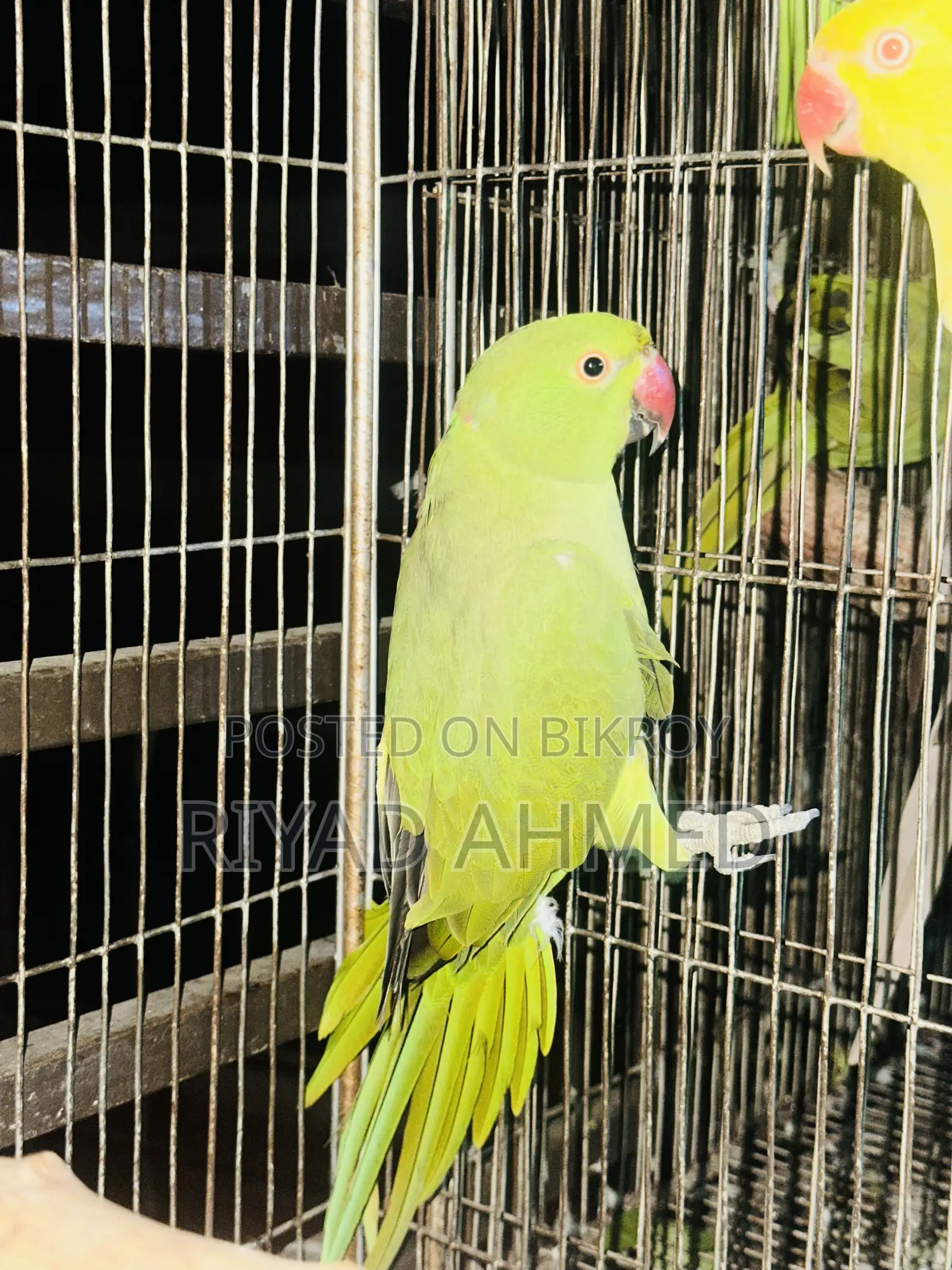 Ringneck Parrot (Tiya)
