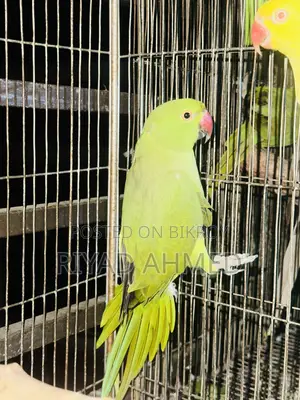 Ringneck Parrot (Tiya)