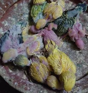 Tame Size Budgerigar