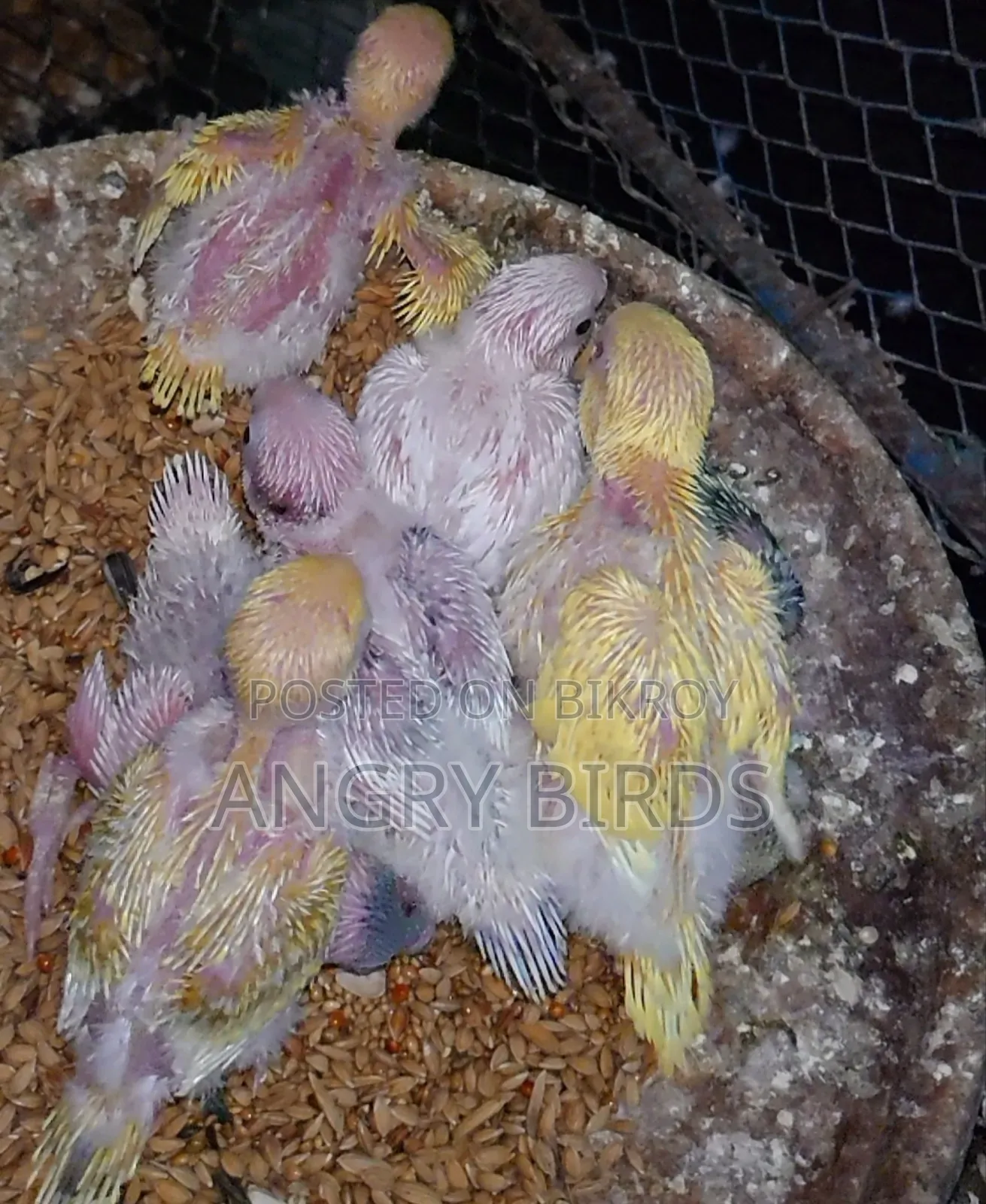 Tame Size Budgerigar