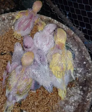 Tame Size Budgerigar
