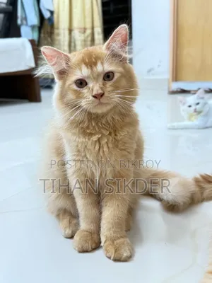 1-3 Months Female Purebred Turkish Angora