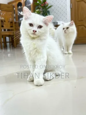 1-3 Months Female Purebred Turkish Angora