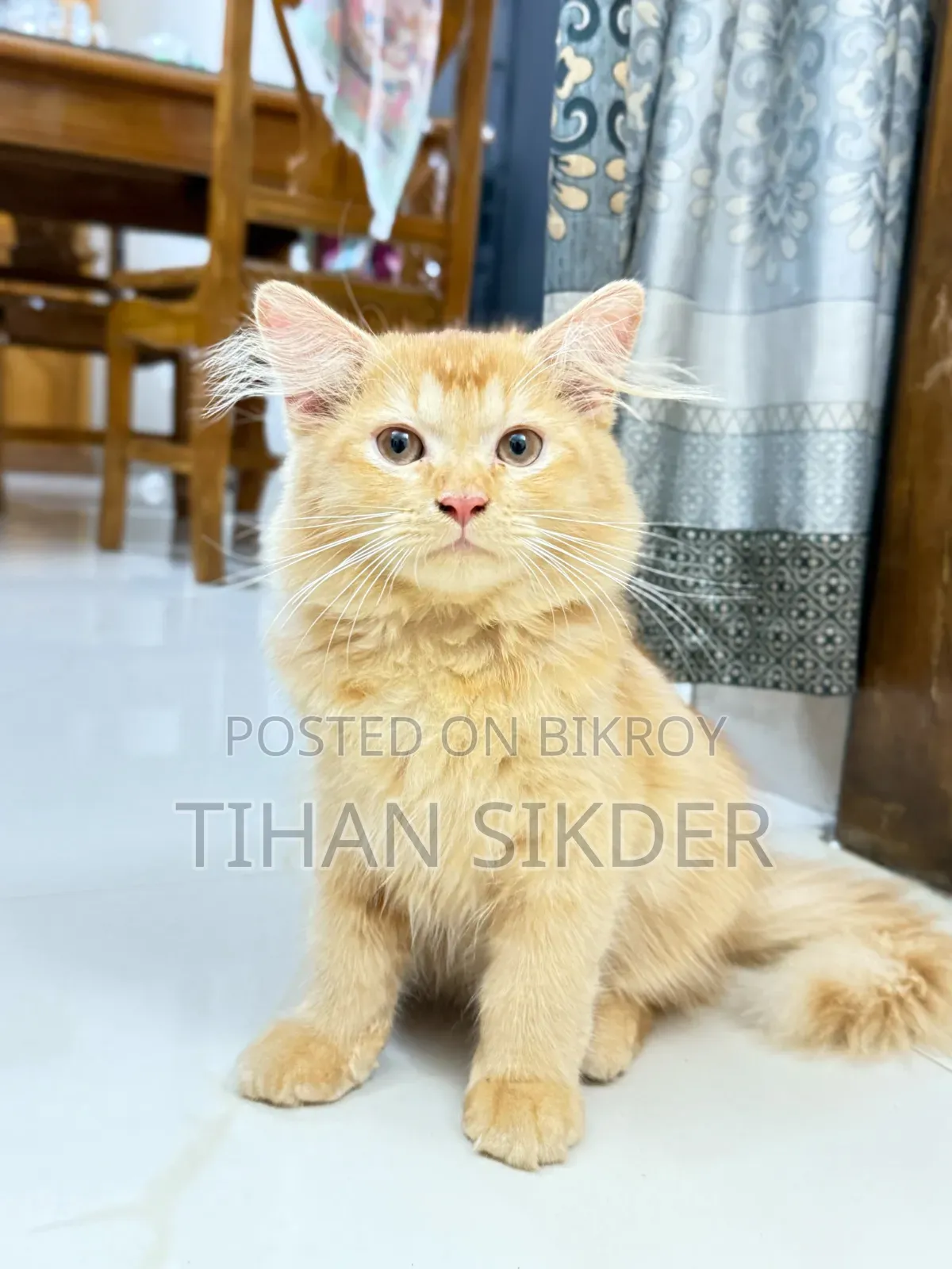 1-3 Months Female Purebred Turkish Angora