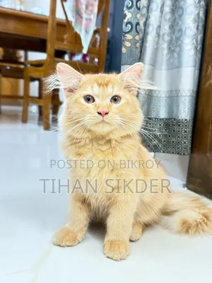 1-3 Months Female Purebred Turkish Angora