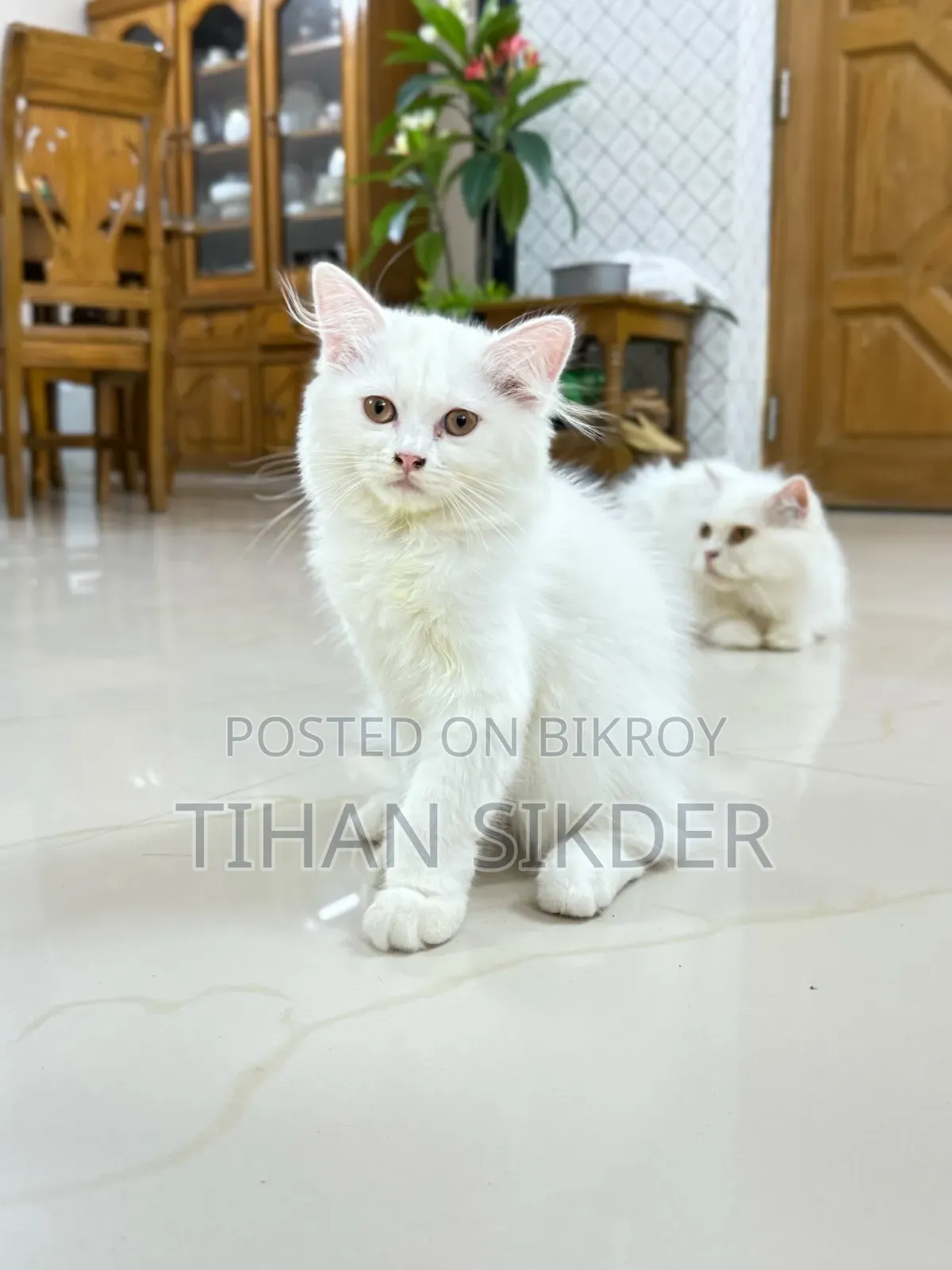 1-3 Months Female Purebred Turkish Angora