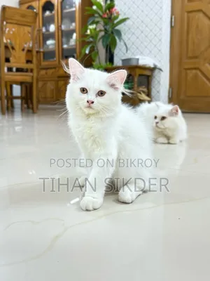 1-3 Months Female Purebred Turkish Angora