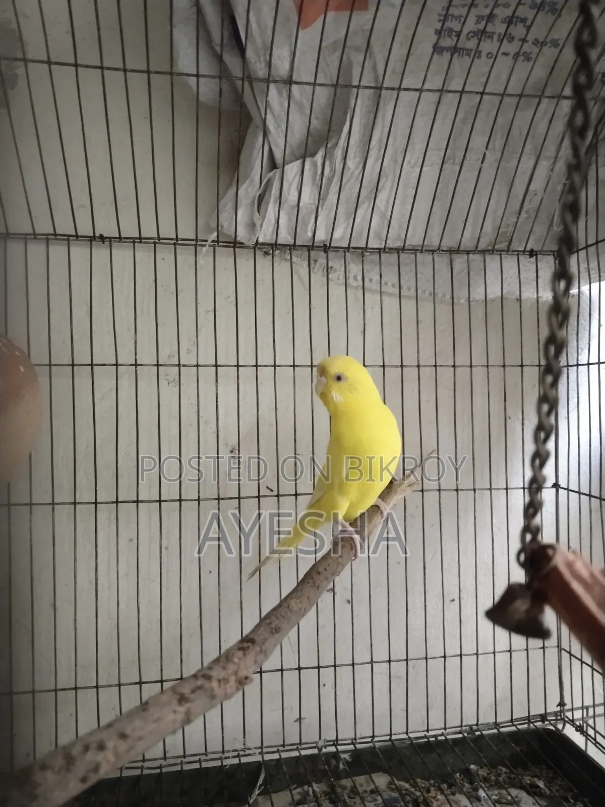 Budgerigar Lutino Female Adult
