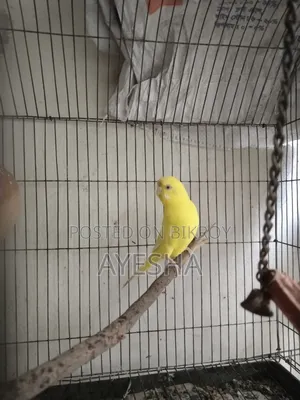 Budgerigar Lutino Female Adult