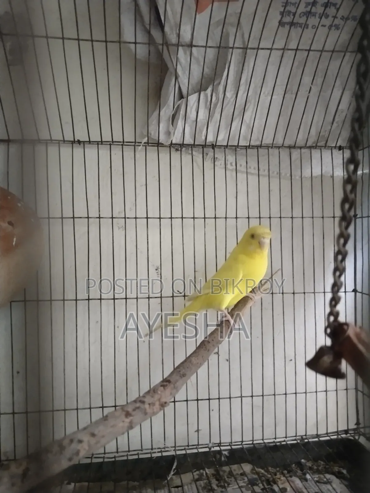Budgerigar Lutino Female Adult