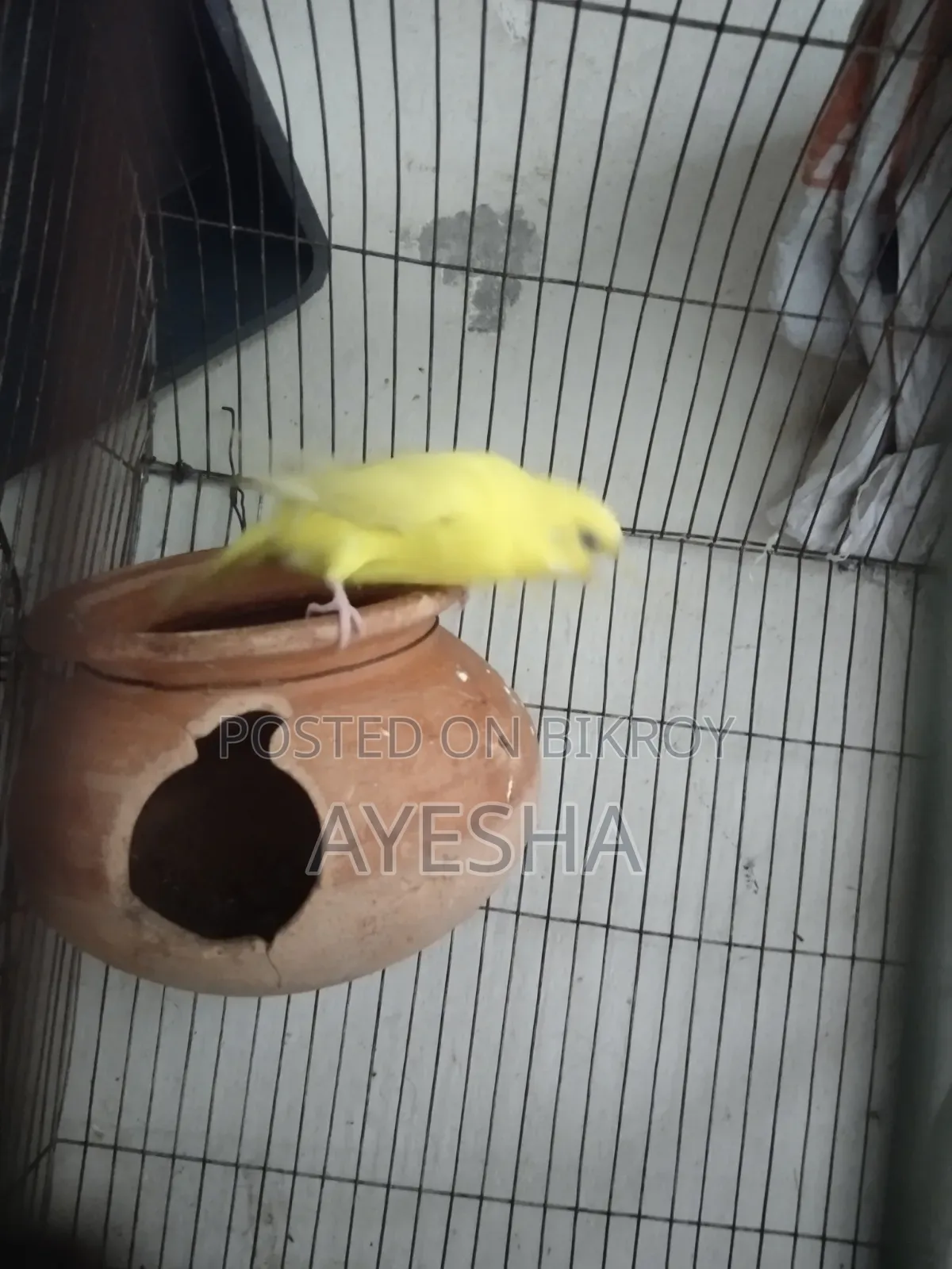 Budgerigar Lutino Female Adult