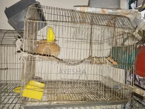 Budgerigar Lutino Female Adult