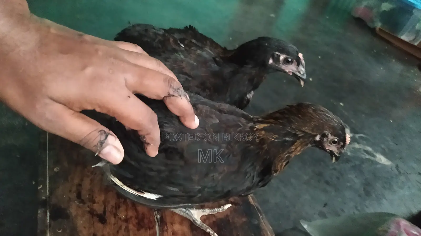 Black Australorp Rooster and Hen
