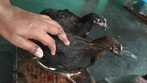 Black Australorp Rooster and Hen