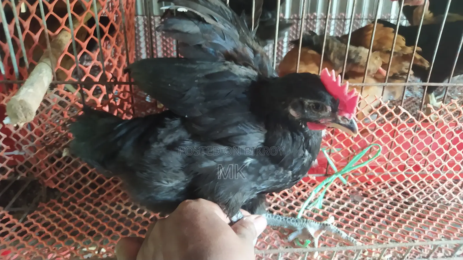 Black Australorp Rooster and Hen