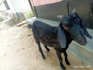 দেশি মাদি ছাগল