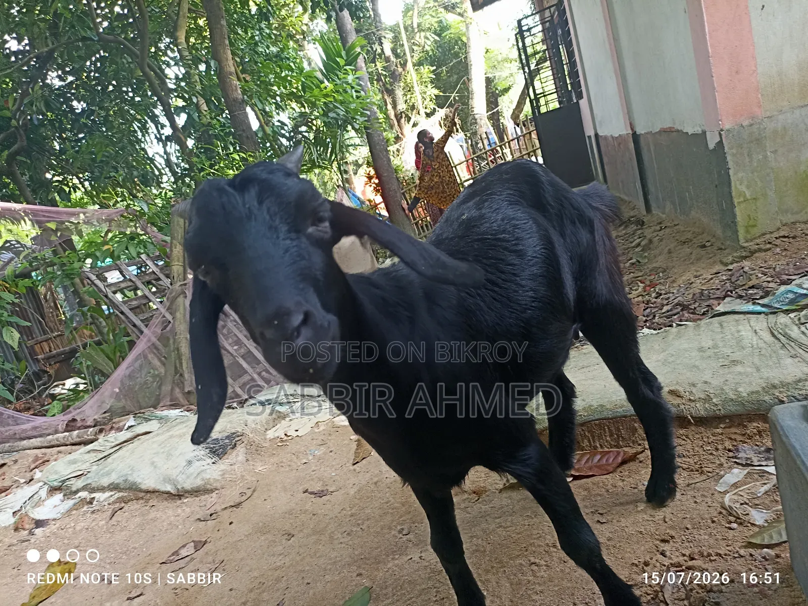 দেশি মাদি ছাগল