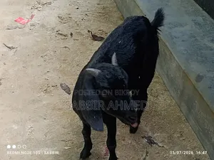 দেশি মাদি ছাগল