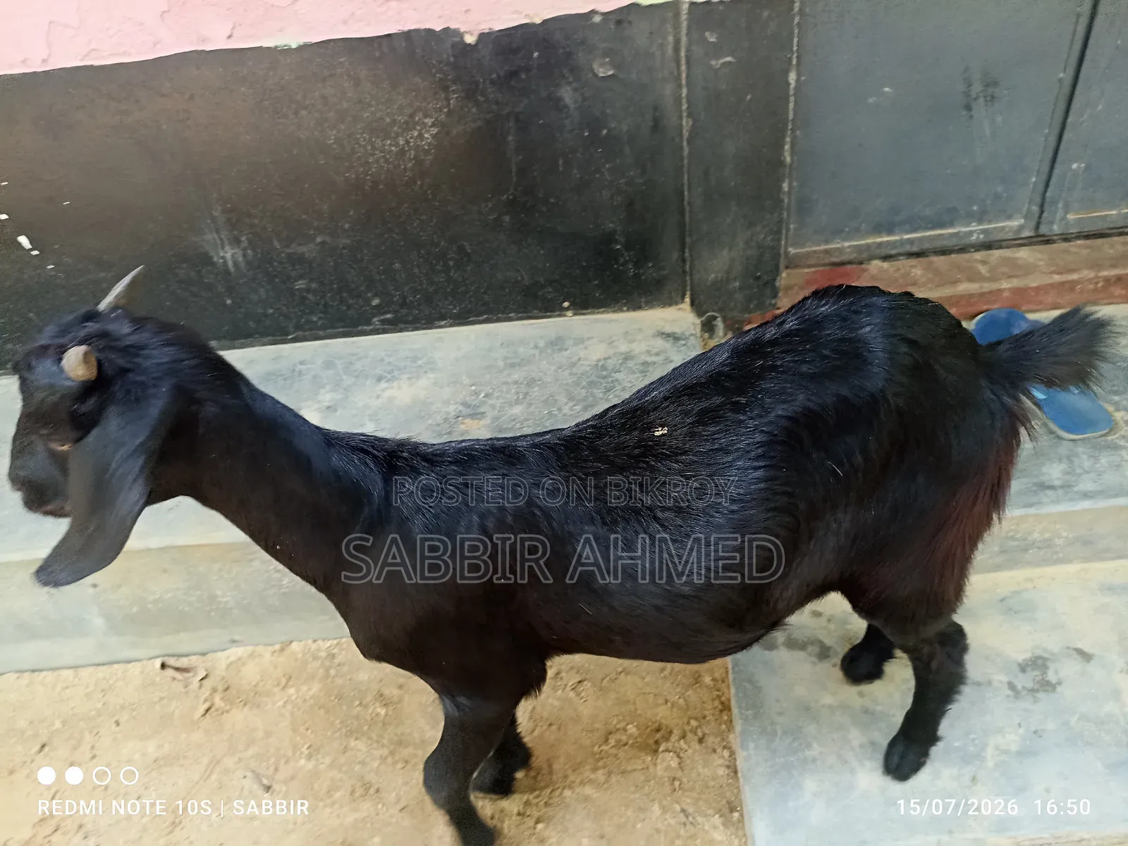 দেশি মাদি ছাগল