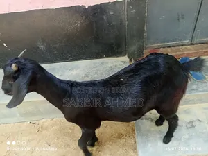 দেশি মাদি ছাগল