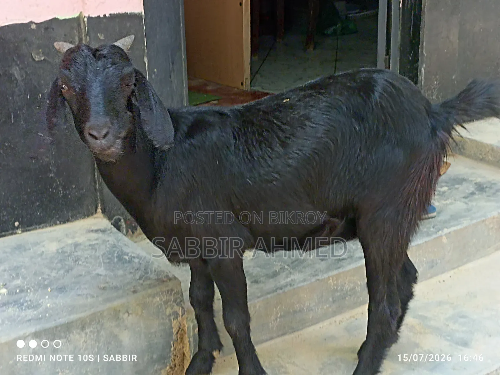 দেশি মাদি ছাগল