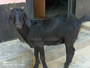 দেশি মাদি ছাগল